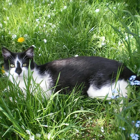 Obersinnlehenhof Maishofen