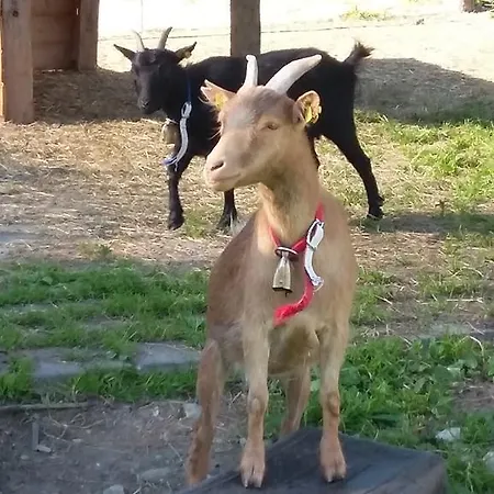 Daire Obersinnlehenhof